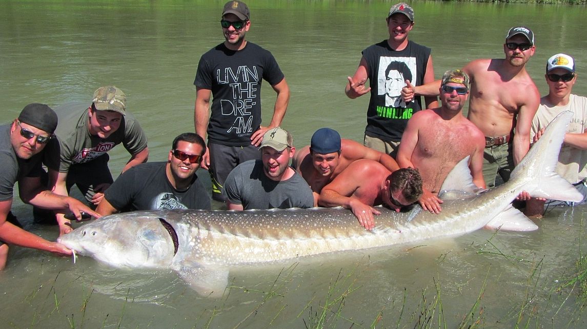 Best Sturgeon Fishing Charters Canada, Fraser River, BC SturgeonHunter