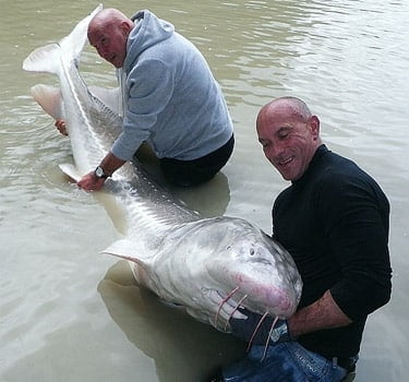 sturgeon-fishing-fraser-river - SturgeonHunter / Fraser River Charters